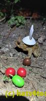 /home//u458753944/public_html/sourcegallery//Roxborough Toad Detour/2025/2025-04-19/20250419_210207.jpg